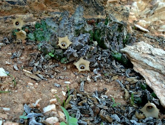 Huernia namaquensis, the good and the bad