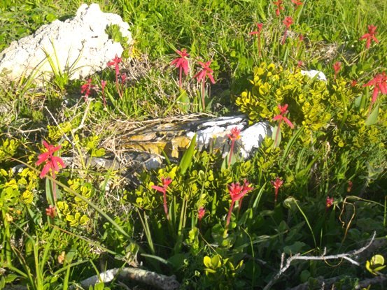 Lachenalia bulbifera