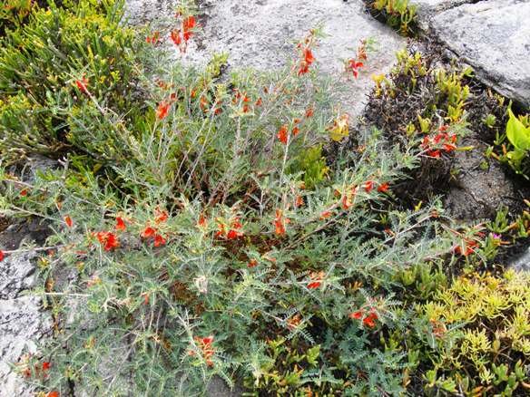 Lessertia frutescens and friends