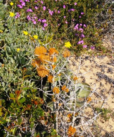 Lichen on a shrub skeleton and some flowers!