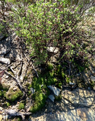 Mosses in the Little Karoo