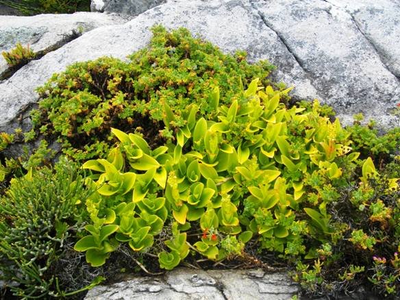 A natural container garden