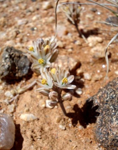 Ornithogalum toxicarium