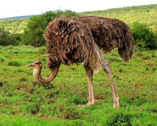Camel sparrow