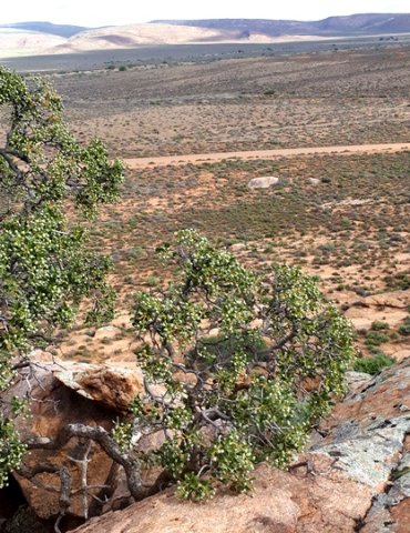 Ozoroa dispar where trees are rare