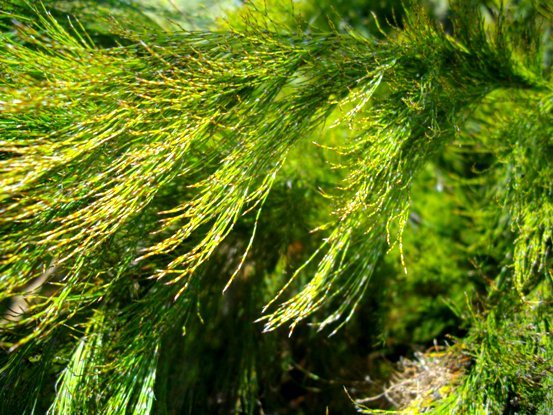 Rhodocoma capensis branch tips