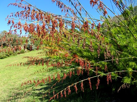 Rhodocoma gigantea