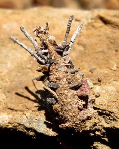 Bagworm, masterpiece of efficiency
