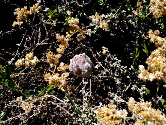 Rain spider nest in kooigoed