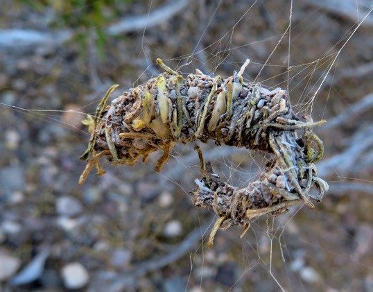 Stone-nest spider  nest