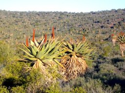 Undisturbed veld with Aloe ferox in the Little Karoo