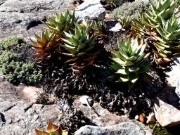 Aloe perfoliata draped over sandstone