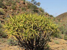 Aloidendron ramosissimum