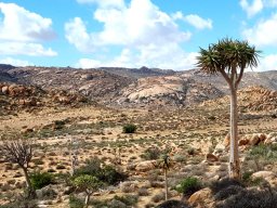 Aloidendron, rock, stones and sand