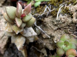 Hairstyle contrast between succulents