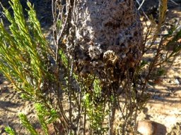Architects of insect world