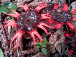 Aseroe rubra central hole or not