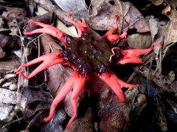 Aseroe rubra