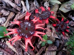 Aseroe rubra colour variations