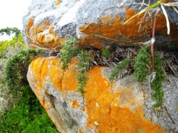 Asparagus eating giant or rock hamburger?