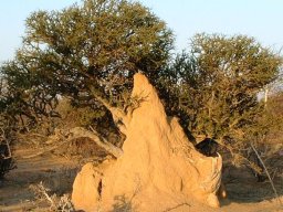 Boscia foetida subsp. rehmanniana in a termite mound