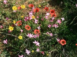 Colour symphony by unrelated species