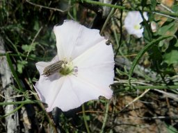 Convolvulus capensis and stick-covered insect