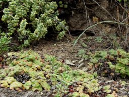 Crassula gathering