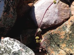 Crassula pubescens subsp. pubescens flowers defying rock