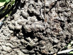 Cocktail ant nest 1 m above the ground