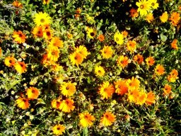 Daisyworld