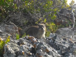 A dassie sunning itself