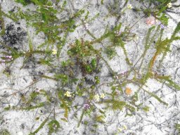 Delicate revival after a veld fire