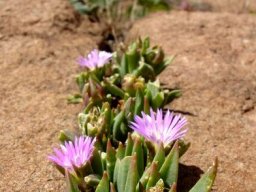 Delosperma carolinense in Mpumalanga