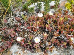 Delosperma litorale