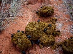 Dung beetles at work