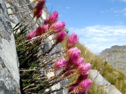 Edmondia pinifolia where it may escape fire