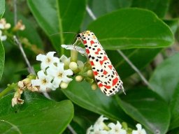 Ehretia amoena and crimson-speckled footman