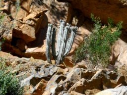 Euphorbia mammillaris choosing cliff living