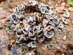 Lichen on the ground, maybe Psora crenata