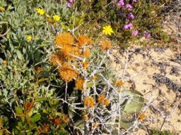 Lichen on a shrub skeleton and some flowers!