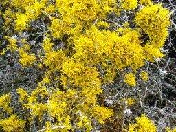 Lichen with many branches