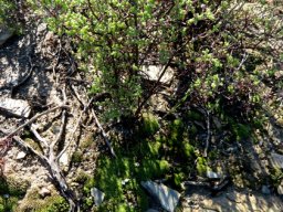 Mosses in the Little Karoo