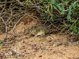 Striped mouse under a num-num