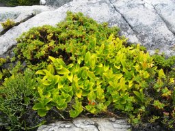 A natural container garden