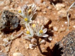 Ornithogalum toxicarium