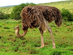 Camel sparrow