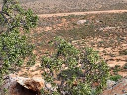 Ozoroa dispar where trees are rare