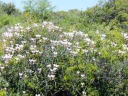 Pelargonium tetragonum draped over its neighbours