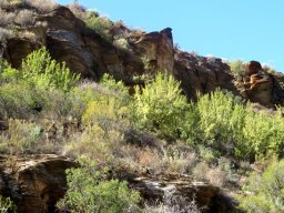Spekboom on a southern slope